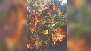 Uno de los incendios forestales en Playa del Carmen en el que se dificulta el control, se ubica en el poblado de Santa Cecilia