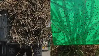 No existen recursos estatales para el combate de la mosca pinta en las 35 mil hectáreas de caña de la Ribera del Río Hondo en Q.Roo