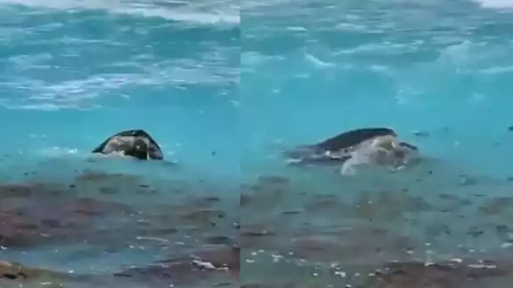 Las tortugas marinas fueron grabadas este lunes por la tarde; Cancún es uno de los destinos que tiene presencia de nidos