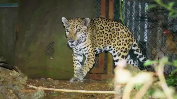 En Calakmul es posible observarlos en las Reservas Naturales de Balam Kin y Balam Ku En Calakmul es posible observarlos en las Reservas Naturales de Balam Kin y Balam Ku