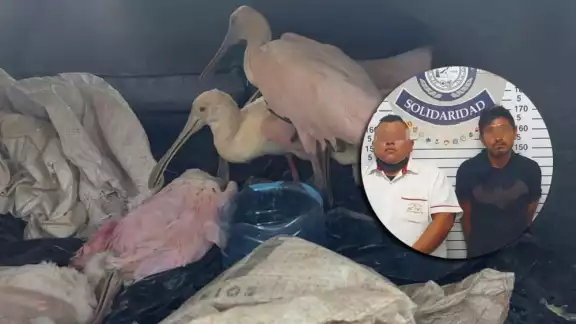 Algunas de las aves silvestres capturadas por los detenidos en Playa del Carmen que viajaban en un taxi, ya habían muerto Algunas de las aves silvestres capturadas por los detenidos en Playa del Carmen que viajaban en un taxi, ya habían muerto