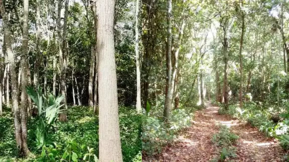 Integrantes de la Unión de Plantadores Forestales están a la espera de la aprobación de los recursos para iniciar con la capacitación de los productores de José María Morelos Integrantes de la Unión de Plantadores Forestales están a la espera de la aprobación de los recursos para iniciar con la capacitación de los productores de José María Morelos