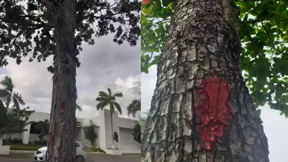 Los árboles fueron marcados para ser talados para la remodelación de la Bahía de Chetumal, que fue suspendida Los árboles fueron marcados para ser talados para la remodelación de la Bahía de Chetumal, que fue suspendida