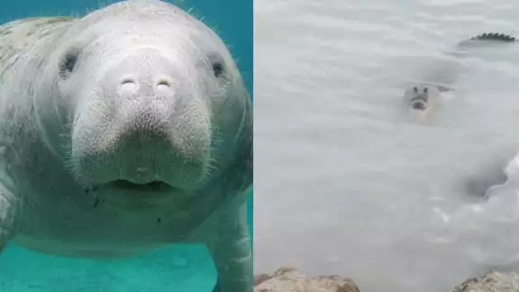 La visitante grabó cómo el cocodrilo observó al manatí frente a ellos en la Bahía de Chetumal, con temor de un ataque La visitante grabó cómo el cocodrilo observó al manatí frente a ellos en la Bahía de Chetumal, con temor de un ataque