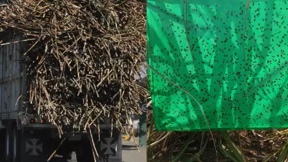 No existen recursos estatales para el combate de la mosca pinta en las 35 mil hectáreas de caña de la Ribera del Río Hondo en Q.Roo No existen recursos estatales para el combate de la mosca pinta en las 35 mil hectáreas de caña de la Ribera del Río Hondo en Q.Roo