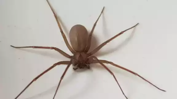 Tras la mordedura de una araña violinista, ésta resulta imperceptible durante las primeras cuatro horas posteriores a ella Tras la mordedura de una araña violinista, ésta resulta imperceptible durante las primeras cuatro horas posteriores a ella