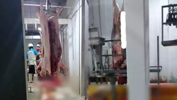Compradores exponen que la carne del Rastro Municipal de Chetumal se pudre rápidamente y tiene malos olores