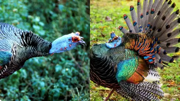 El Pavo Ocelado tiene pequeñas poblaciones distribuidas en el Sur de México y partes de América Central El Pavo Ocelado tiene pequeñas poblaciones distribuidas en el Sur de México y partes de América Central