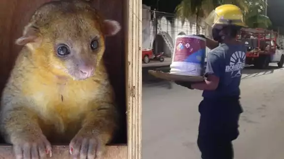 El animalito fue resguardado por los bomberos de Cozumel en espera de que Ecología lo recogiese para su valoración El animalito fue resguardado por los bomberos de Cozumel en espera de que Ecología lo recogiese para su valoración