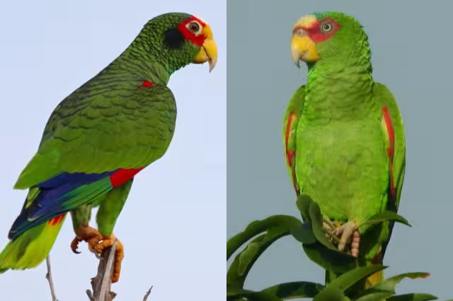 La publicación en redes sociales mostró a dos ejemplares bebés de loros que ponían a la venta en el municipio de José María Morelos, Quintana Roo