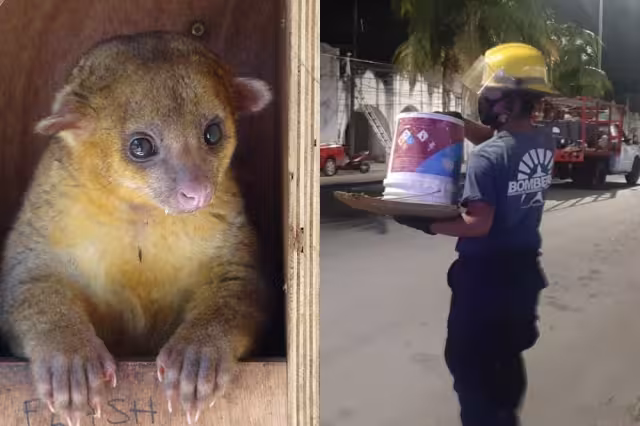 El animalito fue resguardado por los bomberos de Cozumel en espera de que Ecología lo recogiese para su valoración