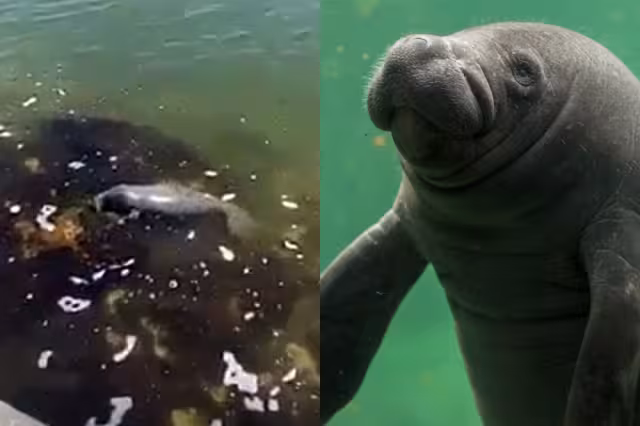 El pequeño manatí fue captado en un video mientras nadaba en la Bahía de Chetumal