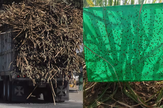 No existen recursos estatales para el combate de la mosca pinta en las 35 mil hectáreas de caña de la Ribera del Río Hondo en Q.Roo