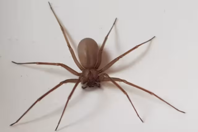 Tras la mordedura de una araña violinista, ésta resulta imperceptible durante las primeras cuatro horas posteriores a ella