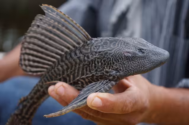 Los peces diablo llegaron a México como ‘limpiapeceras’ pues esta especie se alimenta de algas y desechos de comida