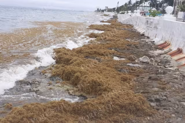 Cozumel es uno de los municipios de Quintana Roo con más afectaciones por el recale de sargazo, ya 10 playas de la isla registran mayor arribo
