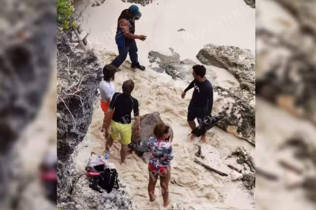 La tortuga fue rescatada por especialistas en colaboración con voluntarios, mientras que su compañera murió