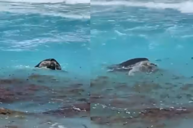 Las tortugas marinas fueron grabadas este lunes por la tarde; Cancún es uno de los destinos que tiene presencia de nidos