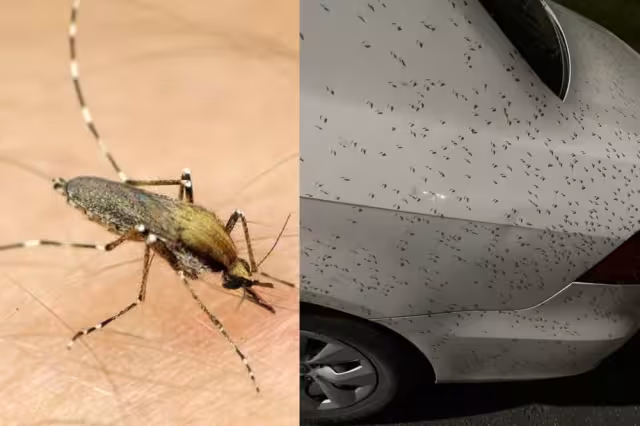 La plaga de mosco bobo llegó a Chetumal desde Marzo