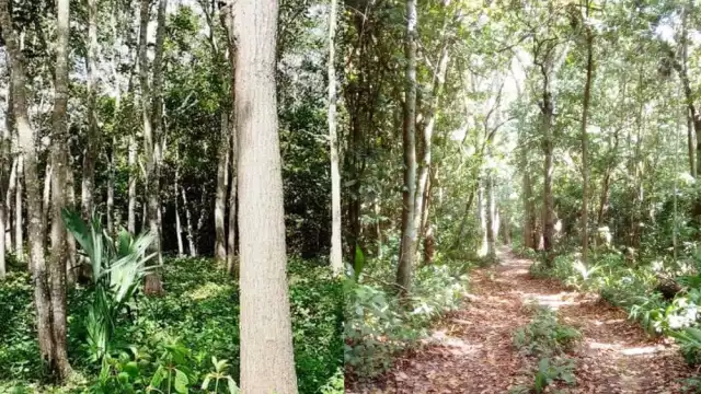 Integrantes de la Unión de Plantadores Forestales están a la espera de la aprobación de los recursos para iniciar con la capacitación de los productores de José María Morelos