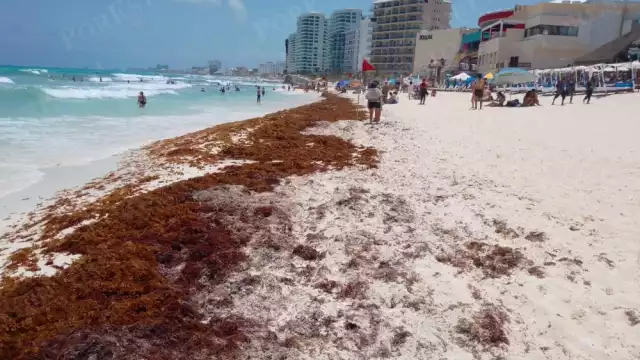 Las playas de Cancún se han visto afectadas por la llegada de sargazo proveniente de África y el Sudamérica