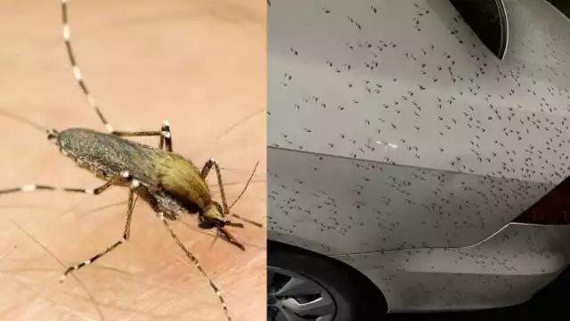 La plaga de mosco bobo llegó a Chetumal desde Marzo