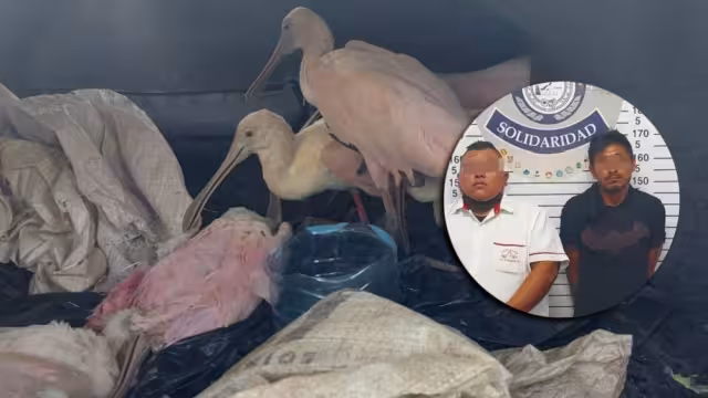 Algunas de las aves silvestres capturadas por los detenidos en Playa del Carmen que viajaban en un taxi, ya habían muerto