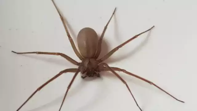 Tras la mordedura de una araña violinista, ésta resulta imperceptible durante las primeras cuatro horas posteriores a ella