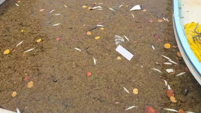 Los náuticos fotografiaron uno de los canales de la Marina de Puerto Aventuras, donde se hallaron peces muertos