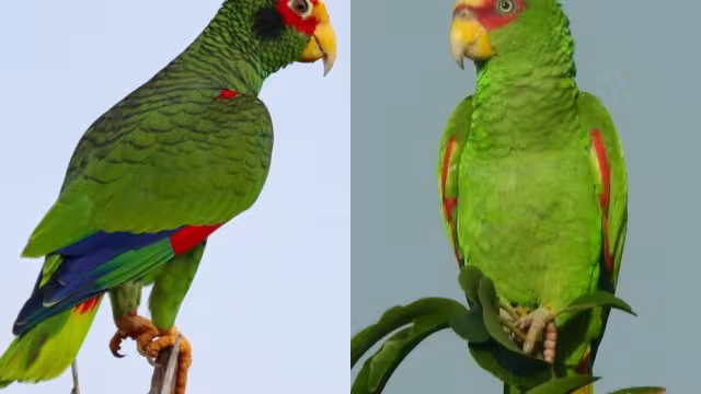 La publicación en redes sociales mostró a dos ejemplares bebés de loros que ponían a la venta en el municipio de José María Morelos, Quintana Roo
