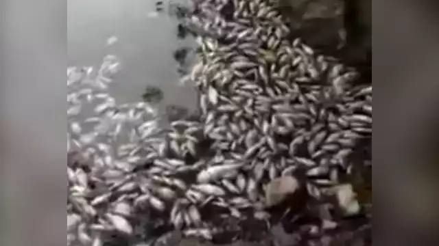 Según los habitantes, el olor es putrefacto por la gran cantidad de especies muertas