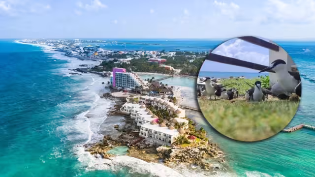 El Charrán Albinegro tiene su hábitat entre la zona de 'El Yunque', hasta Contoy, en el municipio de Isla Mujeres