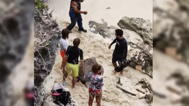 La tortuga fue rescatada por especialistas en colaboración con voluntarios, mientras que su compañera murió