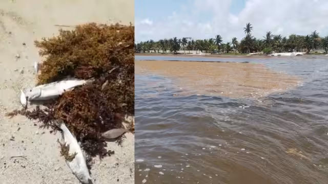 Habitantes de Mahahual indicaron que el Gobierno de Quintana Roo no ha implementado medidas para la recoja del sargazo