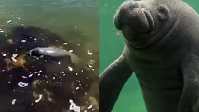 El pequeño manatí fue captado en un video mientras nadaba en la Bahía de Chetumal