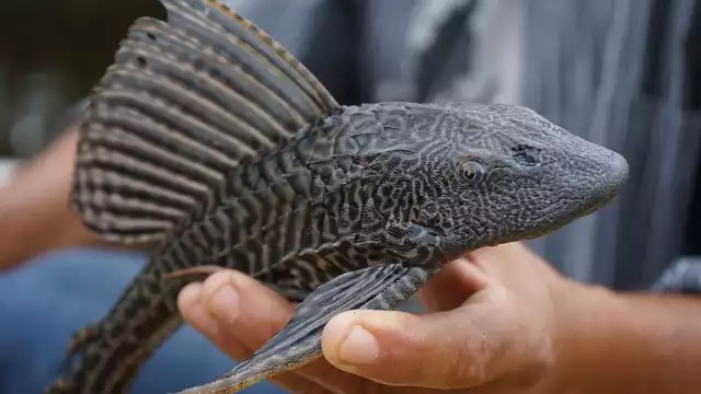 Los peces diablo llegaron a México como ‘limpiapeceras’ pues esta especie se alimenta de algas y desechos de comida