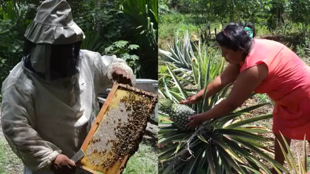 Quintana Roo carece de registro de exportación de miel, así como los cultivos no cuentan con vías de comercialización