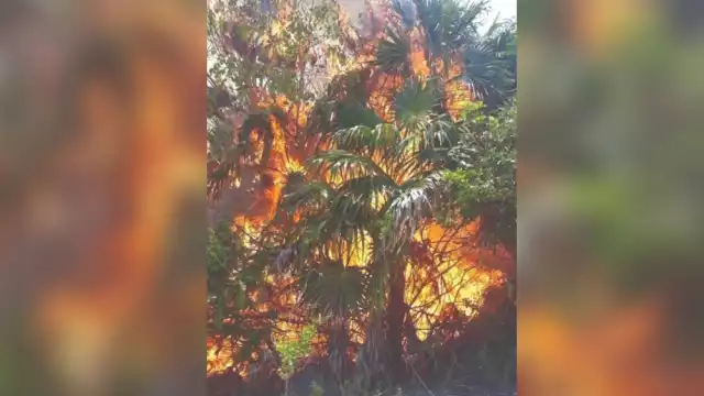 Uno de los incendios forestales en Playa del Carmen en el que se dificulta el control, se ubica en el poblado de Santa Cecilia