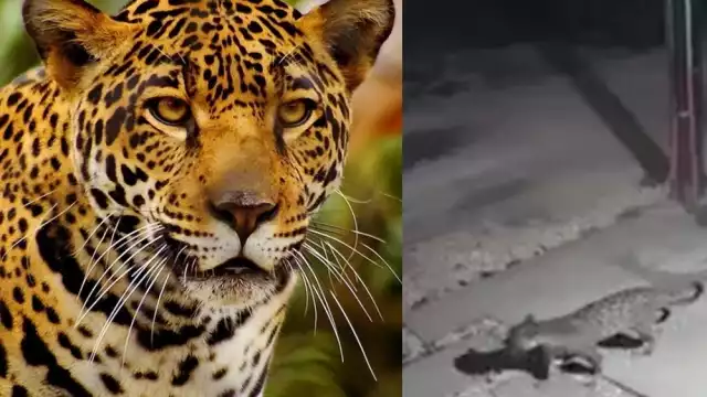 El jaguar fue grabado por una cámara de videovigilancia en el fraccionamiento La Veleta de Tulum