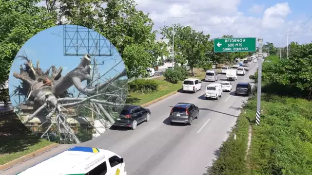 Un estudio contabilizó más de 20 mil árboles en la carretera federal