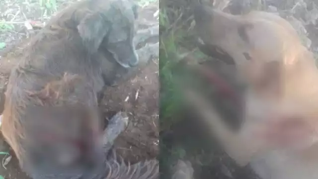 Los perritos fueron atendidos por los vecinos luego de ser atacados por un sujeto en Mahahual