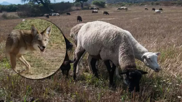 Cada borrego vale 2 mil 500 pesos y su depredación es pérdida económica para los productores del Sur de Quintana Roo