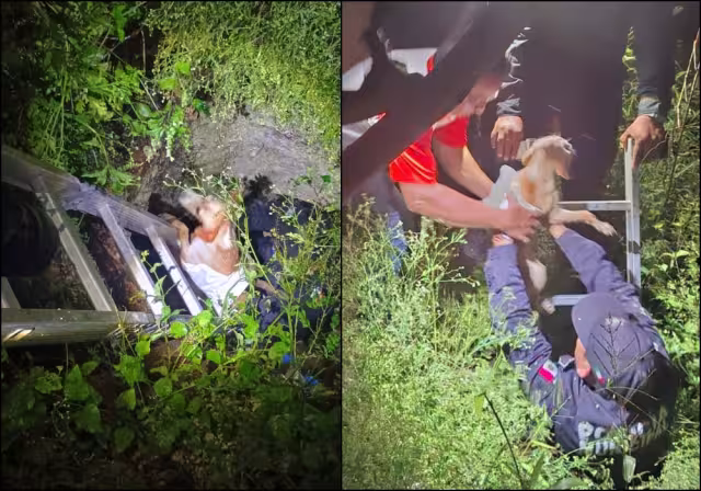 Una perrita de apenas seis meses de edad se fue al fondo de un agujero en la colonia Santa María