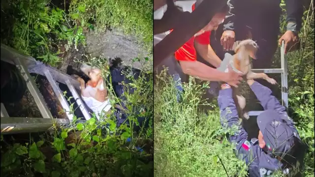 Una perrita de apenas seis meses de edad se fue al fondo de un agujero en la colonia Santa María