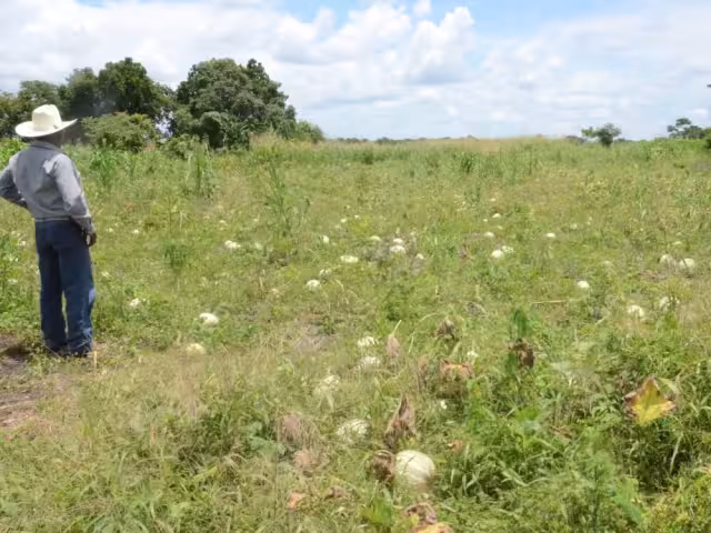Crece el padrón agrícola estatal