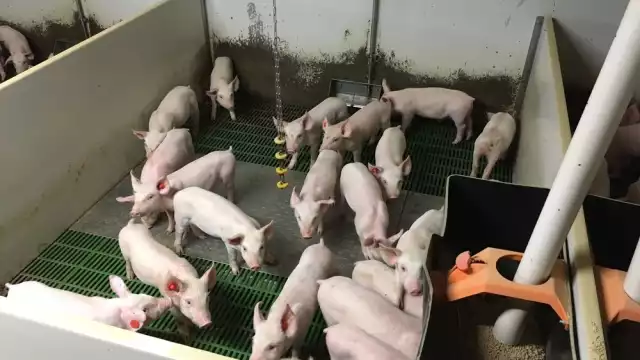 De los 222 granjas porcinas de Yucatán, sólo 22 tienen Manifiesto de Impacto Ambiental (MIA)