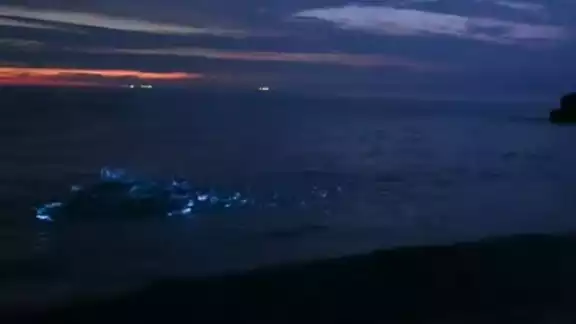 El placton bioluminiscente contiene luciferina, sustancia química que brilla cuando entra en contacto con el oxígeno.