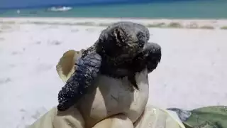 Las especies que desovan en las costas de Yucatán son Carey y blanca