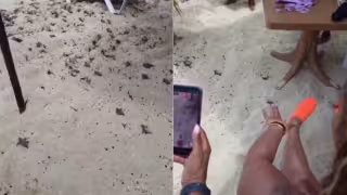 Captan nacimiento de crías de tortuga marina entre camastros de una playa de Cozumel: VIDEO