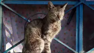 Día Internacional del Gato: ¿Por qué se celebra tres veces al año y qué días son?